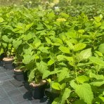 Hortenzia stromčekovitá (Hydrangea arborescens) ´CANDYBELLE® MARSMALLOW´ - výška 30-50 cm, kont. C2L